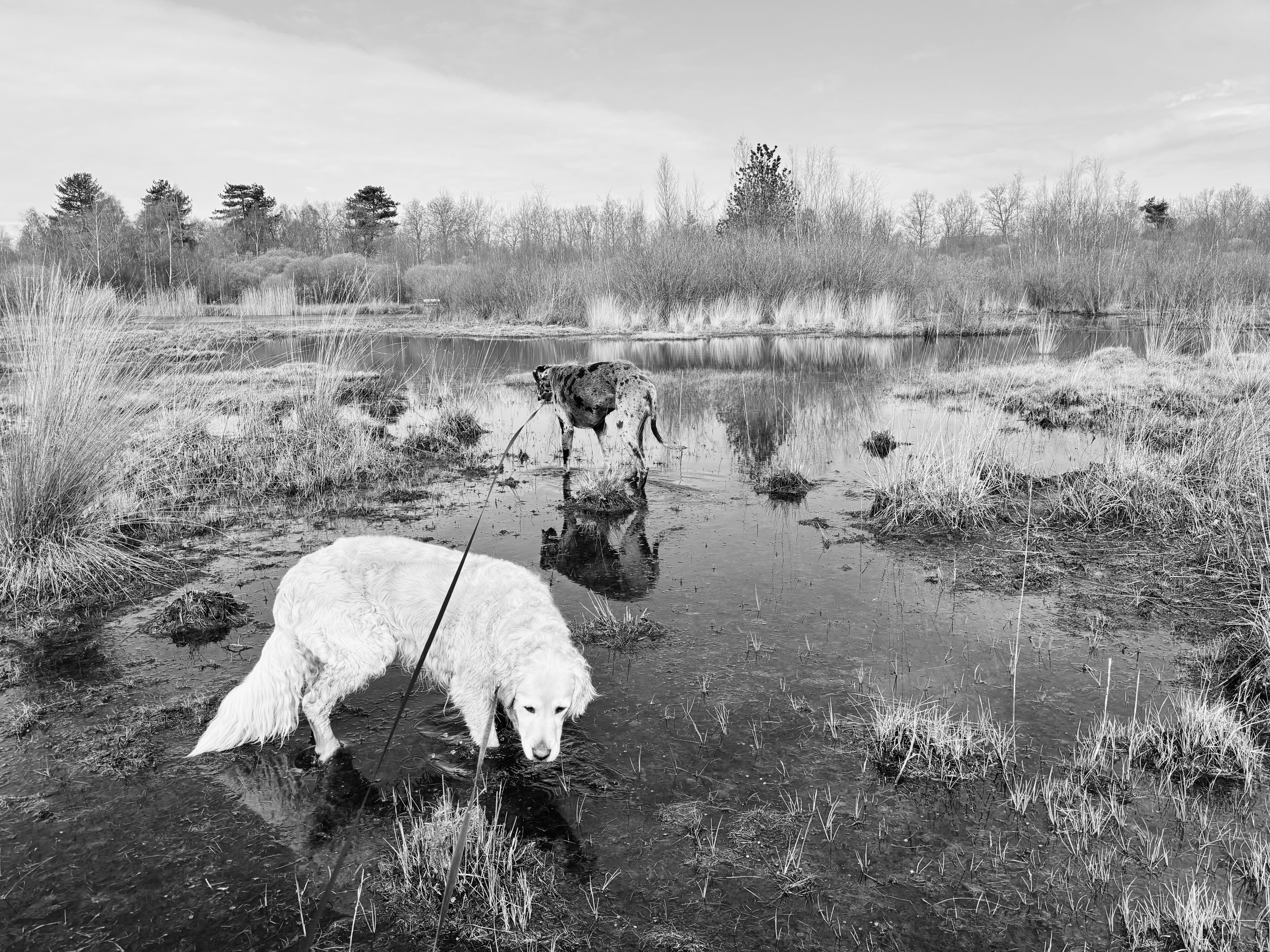 Jo's two dogs in a Belgian fen, winter