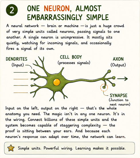 Labelled diagram of a single neuron: dendrites (input), cell body, axon (output), synapse